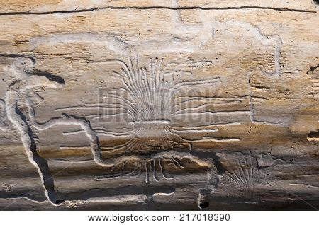 driftwood, washed up by the sea with beautiful lines from the beetles woodworm on a pebble beach on a warm summer day