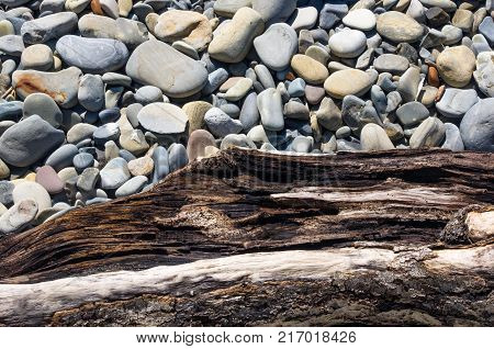 driftwood, washed up by the sea on a pebble beach on a warm summer day