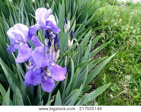 A blue Bearded Iris bush close-up and grass as the copy space for text. Beautiful flowers with buds of Iris germanica cultivar on the flower bed