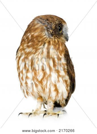 Neuseeland-Owl