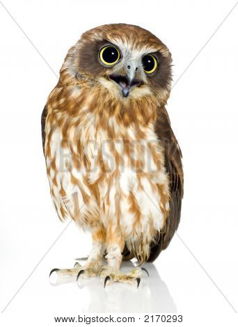 Neuseeland-Owl