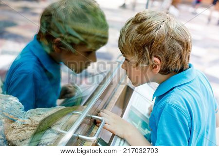 Little kid boy admire Poisonous green snake in terrarium through the glass in zoo. Happy school child watching and observing animals and reptiles. Family leisure with kids