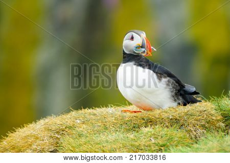 A puffin holding fish in his mouth on a cliff in southeastern Iceland