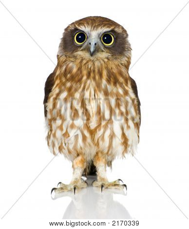 Neuseeland-Owl