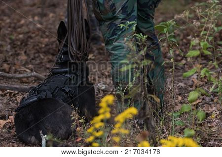 Looking behind a Dutch Shepherd dog that is laying and watching in a wooded area.