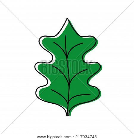 color tropical kale leal natural plant vector illustration