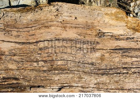 driftwood, washed up by the sea on a pebble beach on a warm summer day