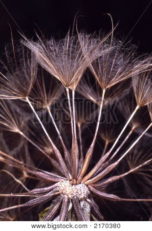 Salsifyseeds
