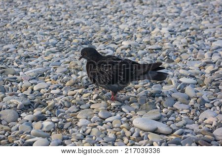 Dove finding meal on the pebbly beach in summer Sunny day