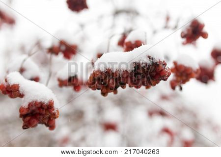 Kalina red in the snow in the winter in nature .