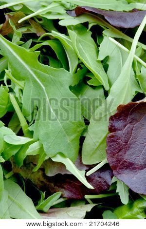 Rucola