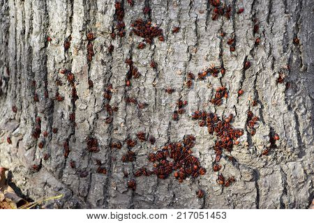 Red Bugs Bask In The Sun On Tree Bark. Autumn Warm-soldiers For Beetles