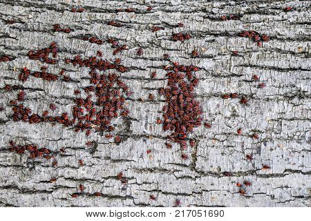 Red Bugs Bask In The Sun On Tree Bark. Autumn Warm-soldiers For Beetles