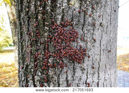 Red Bugs Bask In The Sun On Tree Bark. Autumn Warm-soldiers For Beetles