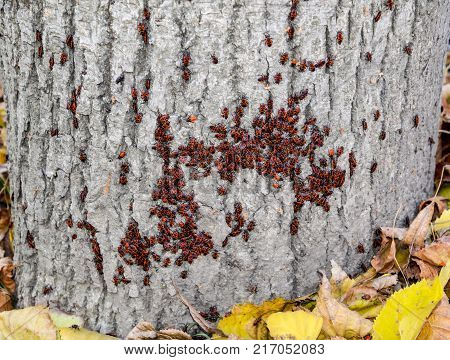 Red Bugs Bask In The Sun On Tree Bark. Autumn Warm-soldiers For Beetles