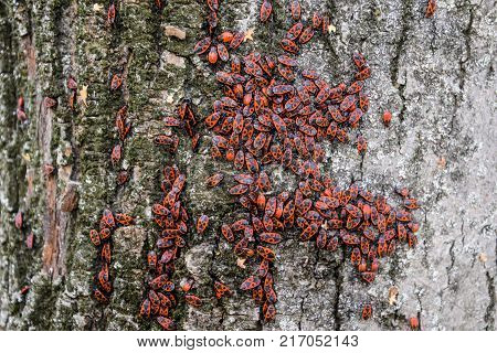 Red Bugs Bask In The Sun On Tree Bark. Autumn Warm-soldiers For Beetles