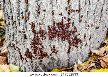 Red Bugs Bask In The Sun On Tree Bark. Autumn Warm-soldiers For Beetles