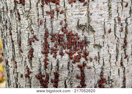 Red Bugs Bask In The Sun On Tree Bark. Autumn Warm-soldiers For Beetles