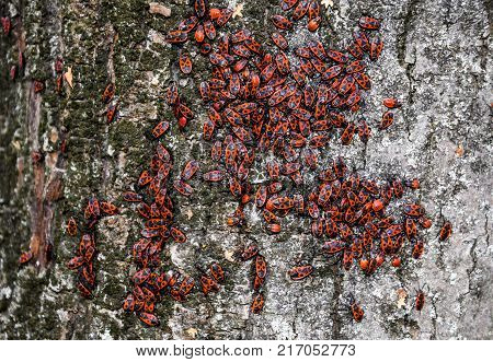Red Bugs Bask In The Sun On Tree Bark. Autumn Warm-soldiers For Beetles