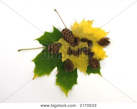 Folhas e frutos de outono