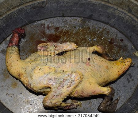 Cutting The Carcass Of A Musk Duck. Poultry Meat. Muscovy Duck. Cutting A Bird. Musk Ducks Plucked C