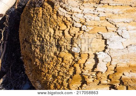 driftwood, washed up by the sea on a pebble beach on a warm summer day