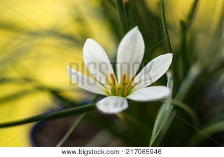 White Zephyranthes with green leaves background, closeup