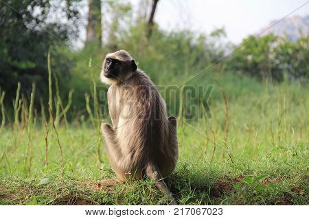 Indian monkey Langurs Presbytis entellus sitting on grass in the jungles of Hampi Karnataka State India.