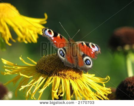 Una farfalla sul fiore