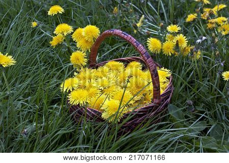 Beautiful spring flowers background with dandelion. Blossom flowers in the basket.