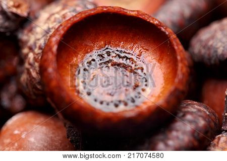 Horn Of Dried Acorns Dried.autumn Background.macro.closeup.autumn Athmosphere.