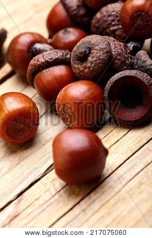 Horn Of Dried Acorns Dried.autumn Background.macro.closeup.autumn Athmosphere.