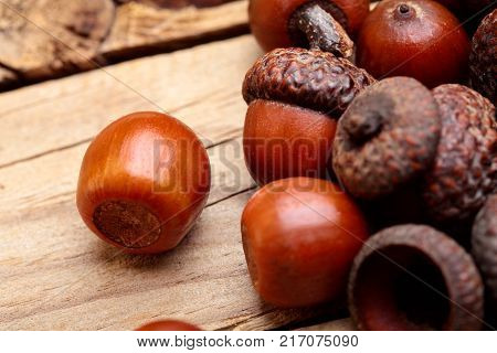Horn Of Dried Acorns Dried.autumn Background.macro.closeup.autumn Athmosphere.