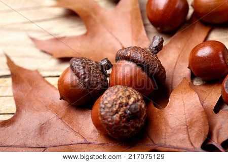 Horn Of Dried Acorns Dried.autumn Background.macro.closeup.autumn Athmosphere.