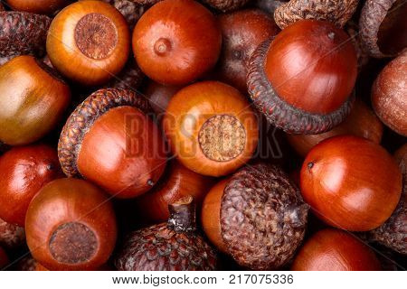 Horn Of Dried Acorns Dried.autumn Background.macro.closeup.autumn Athmosphere.