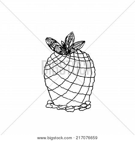 Hand drawn pelecyphora pseudopectinata, liner  illustration on white background