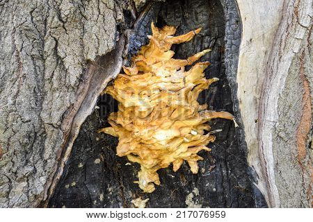Beautiful Yellow Tinder Fungus In A Hollow Poplar.