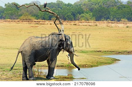 African Elephant at a small waterhole with a fish eagle perched on a bare tree in South Luangwa National Park Zambia Southern Afrca