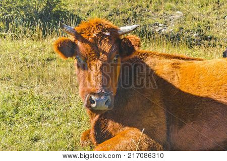 Closeup view brown cow lyng at grass photo