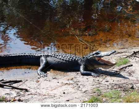 Alligator