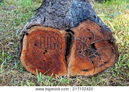 Wood texture fromm tree stump lying on the grass