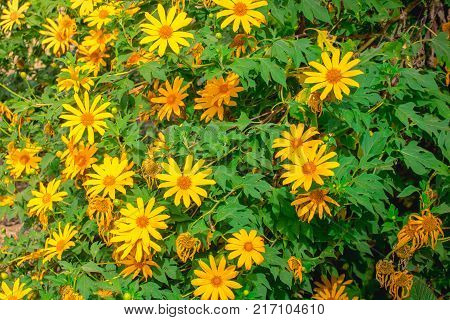 Tree marigold Mexican tournesol Mexican sunflower Japanese sunflower Nitobe chrysanthemum