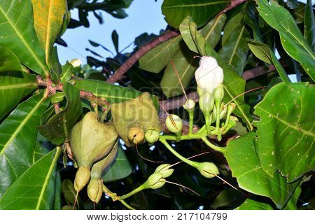 Fish Poison Tree Putat Sea Poison Tree