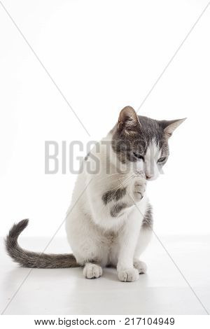 Domestic cat on isolated white background. Cat wanting food. Trained cat. Animal mammal pet. Beautiful grey white young kitten on isolated white studio photo background. Cat cleaning.