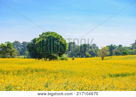 Garden yellow sunhemp flower with natural background