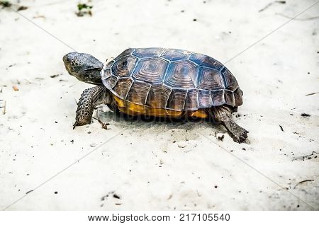 Gopher Tortoise