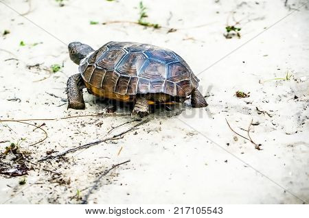 Gopher Tortoise