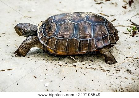 Gopher Tortoise