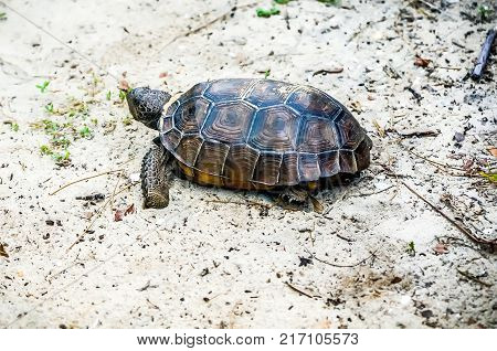 Gopher Tortoise