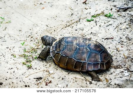 Gopher Tortoise